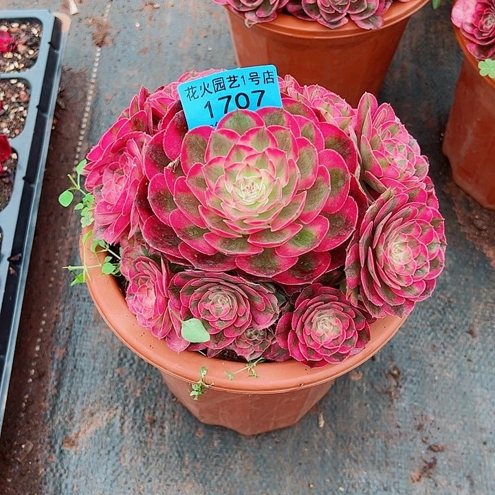 荔枝1707多肉植物大战