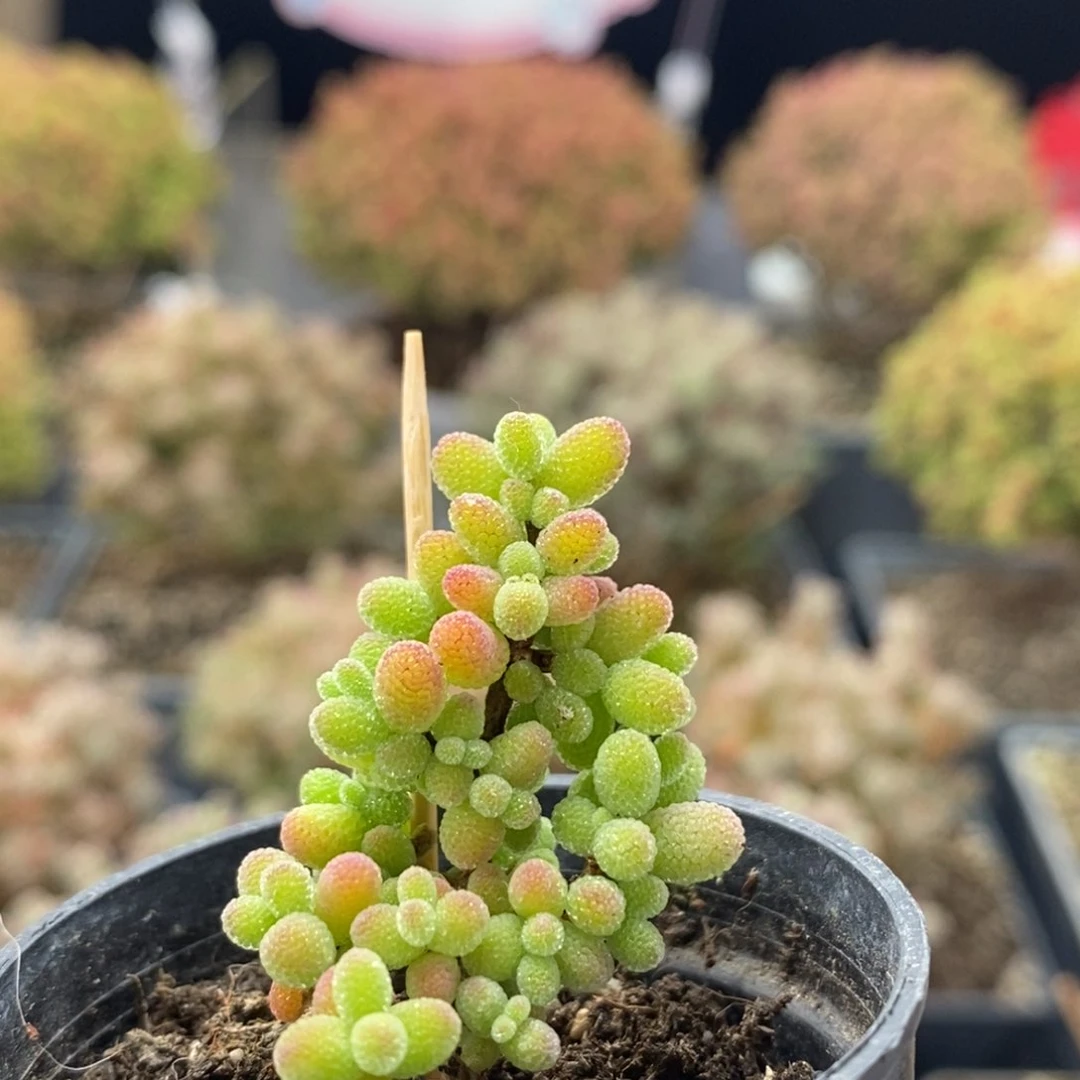 金橘糖球0460枝干番杏