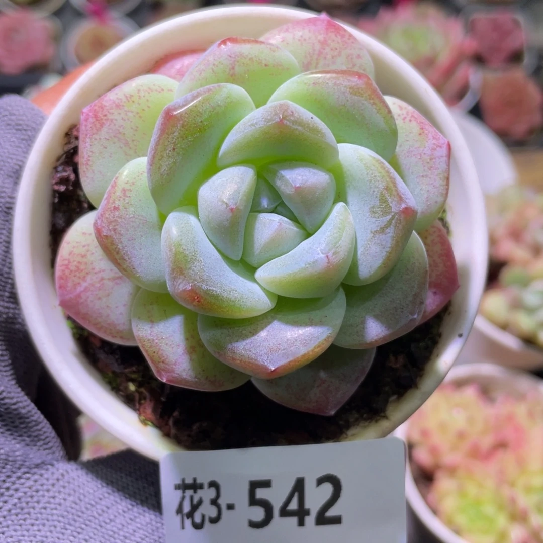 花利美3-542冰玉