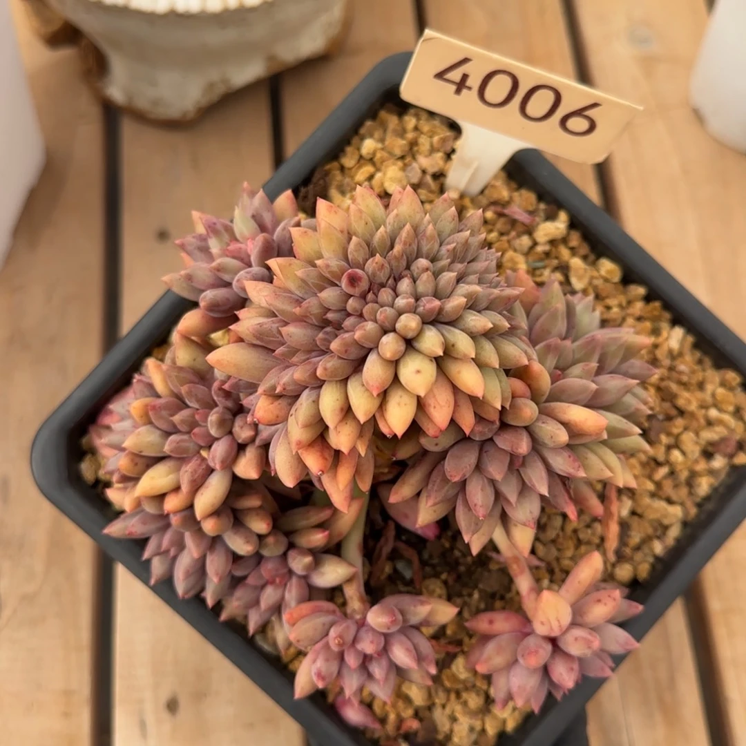 4006。    红蜻蜓缀