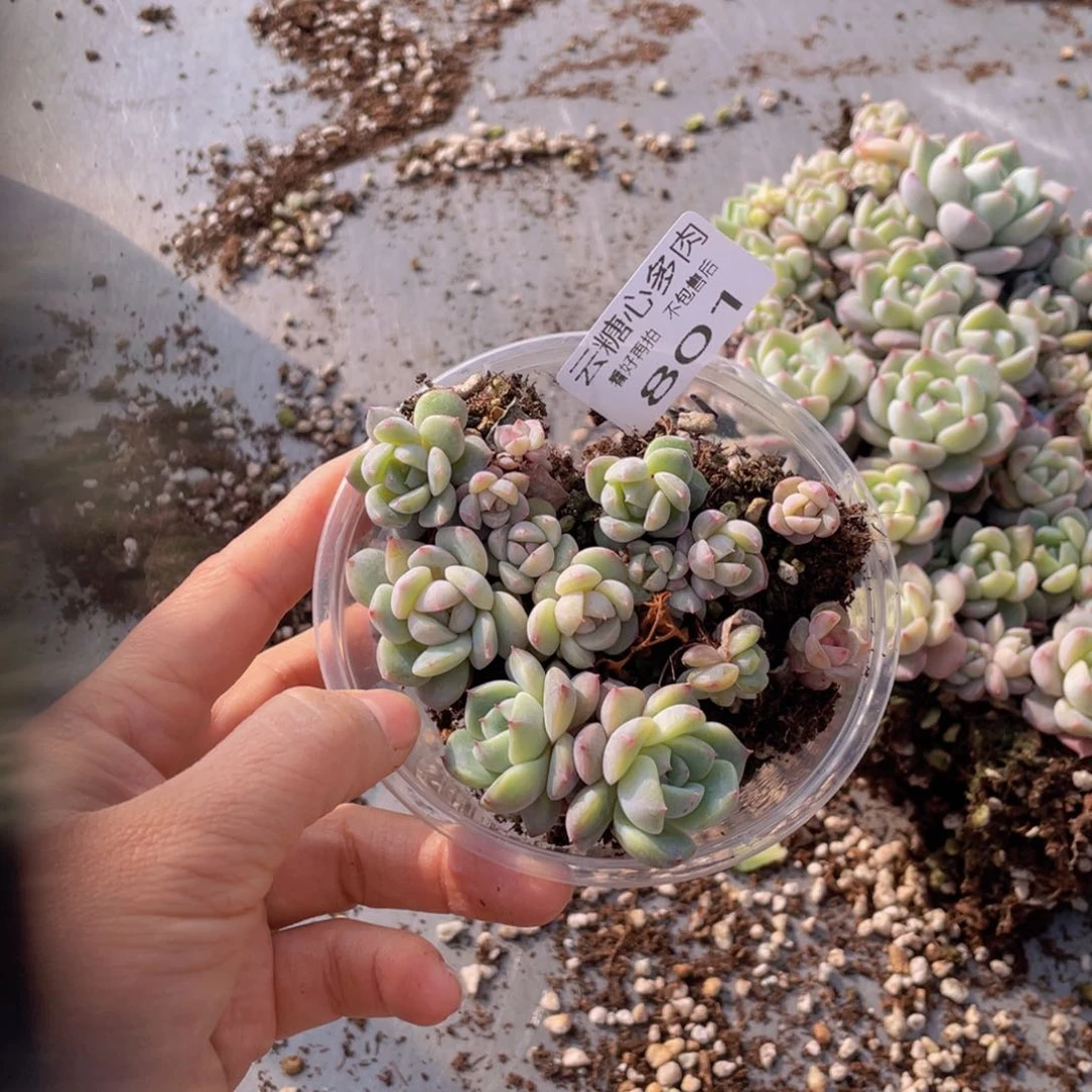 云糖心多肉植物801