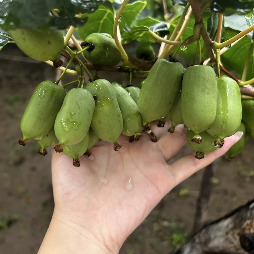 包邮丹东软枣猕猴桃当季新鲜东北奇异果莓福利款