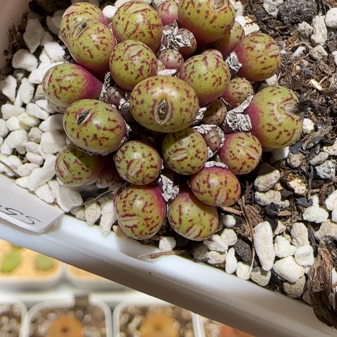 肉锥多肉植物百科3-12