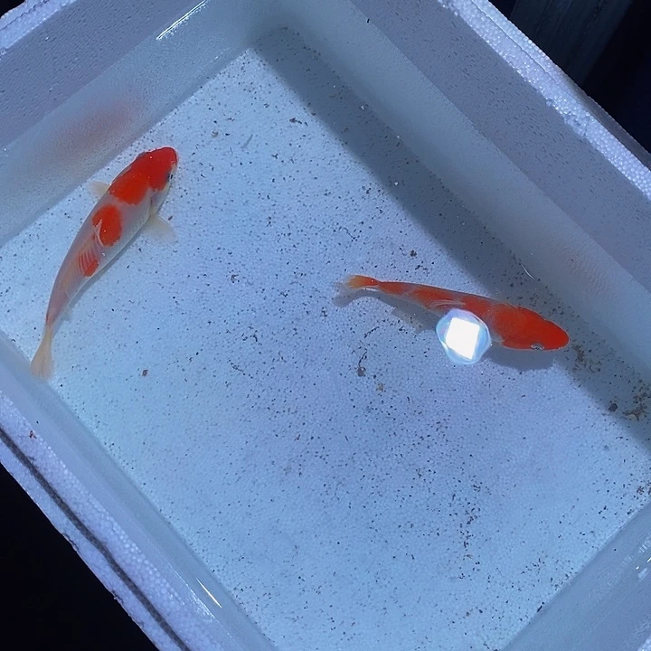 锦鲤锦鲤活鱼开箱包活