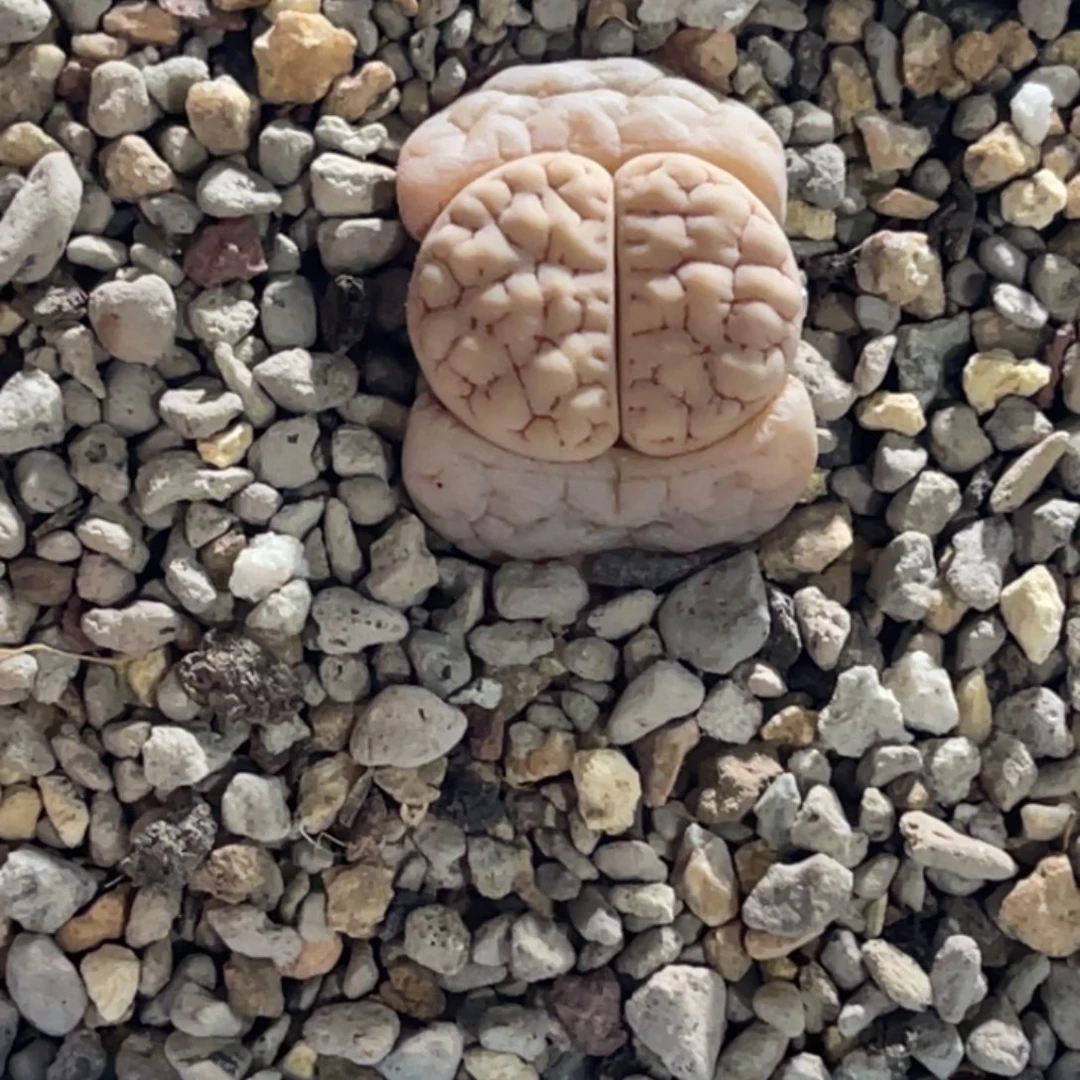 3546凹凸蛙哥189球体