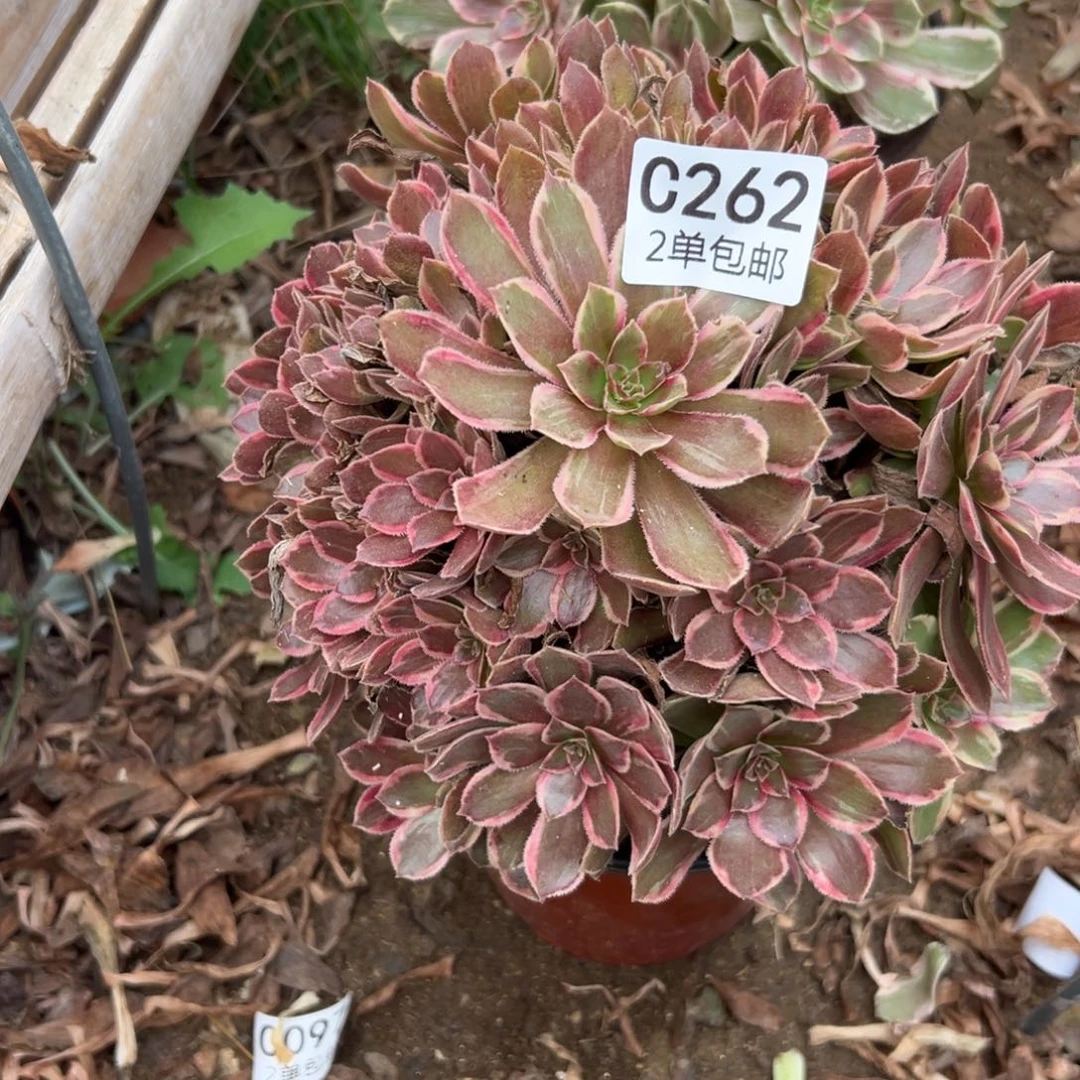 262多肉  金丝捋不包断头