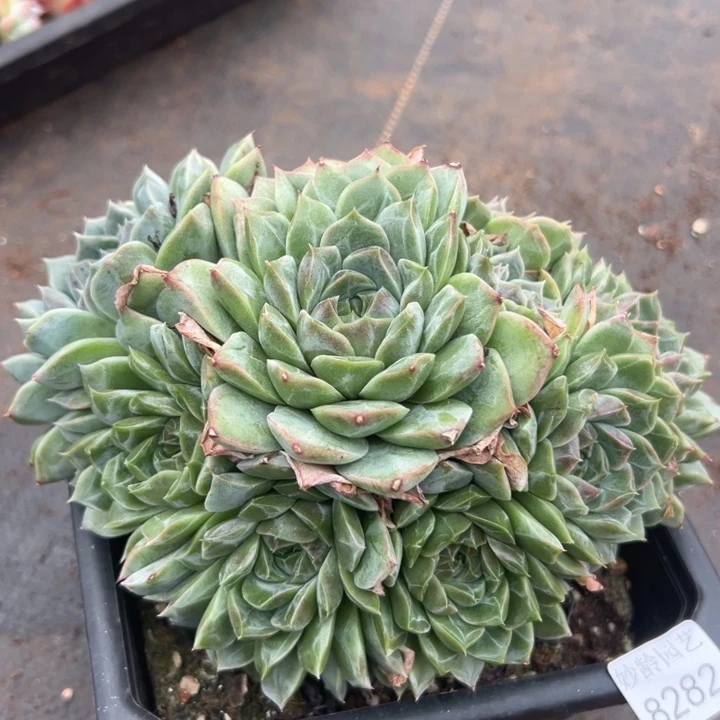 8282杂交多肉植物基地