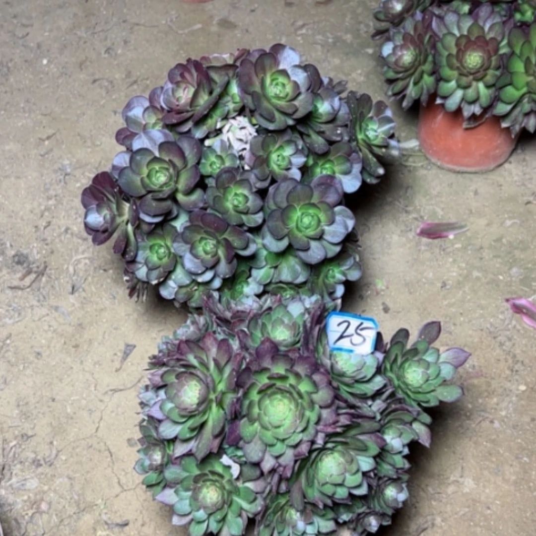 【闪购商品】多肉植物砍过不售后25