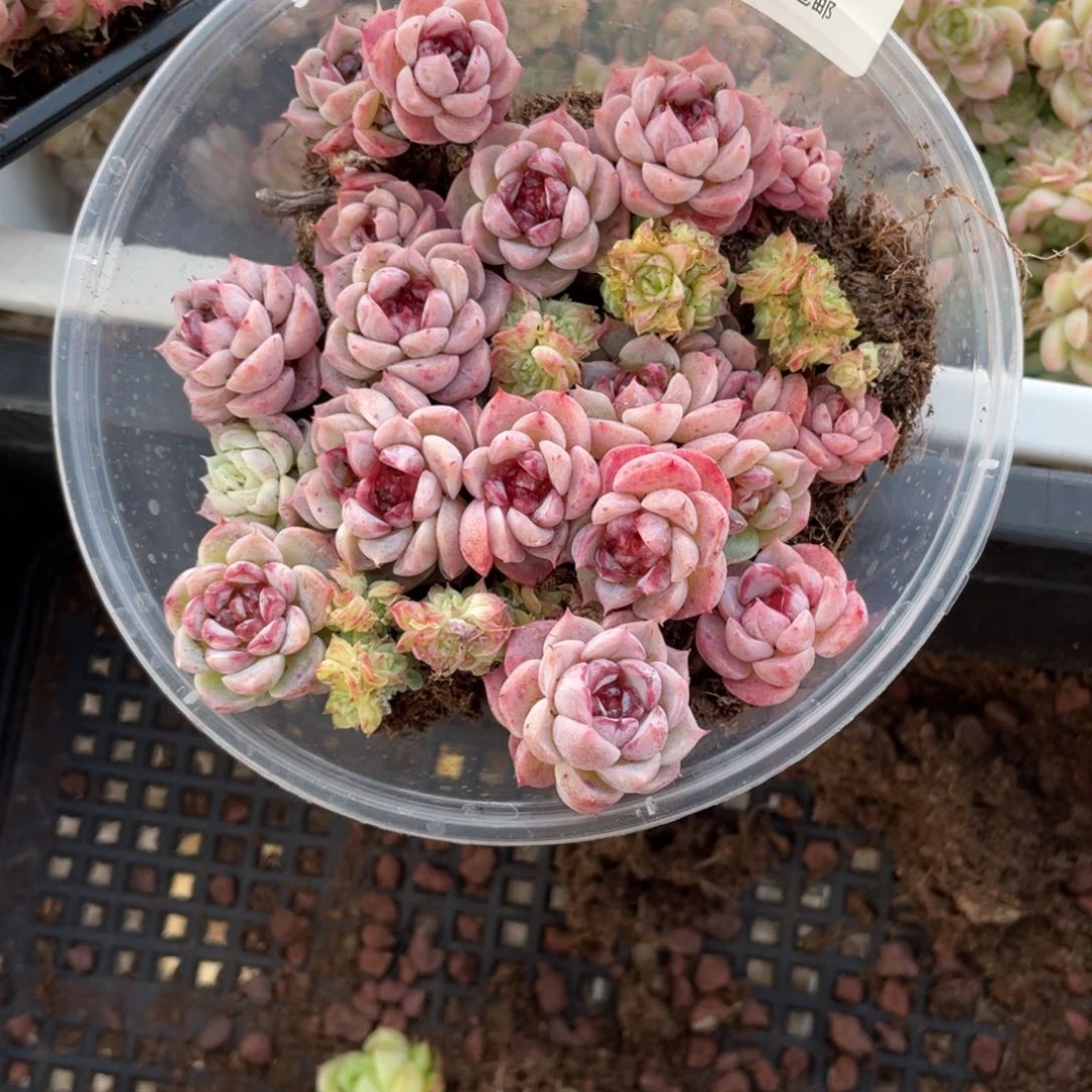 红丝绒一物一拍082