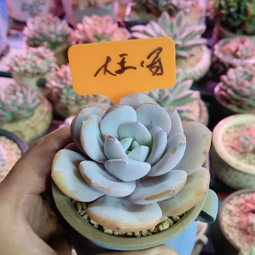 【闪购商品】磕****赞单头奶茶