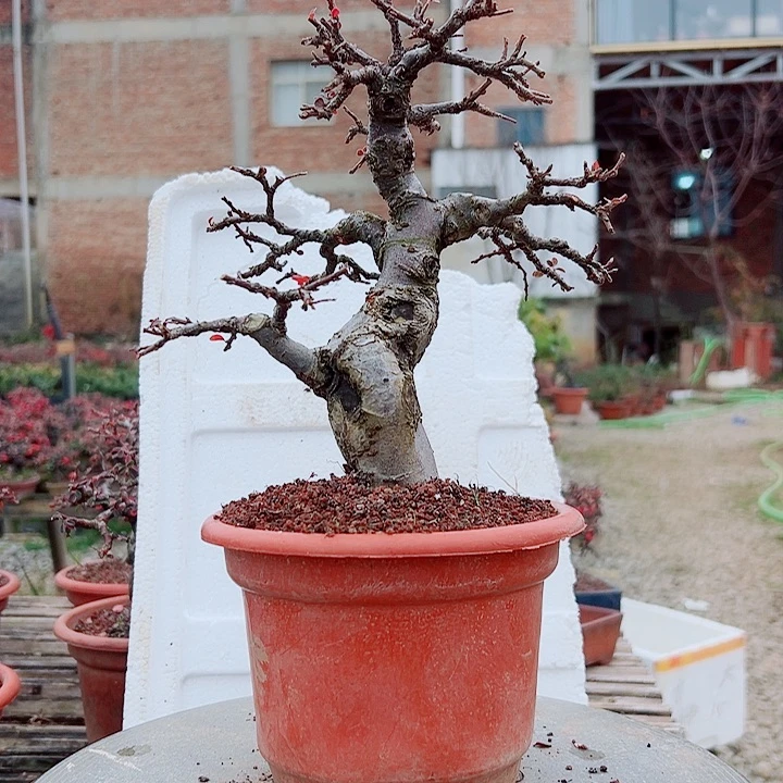 说***谎无花朵红花栒子，带盆发货，漂亮