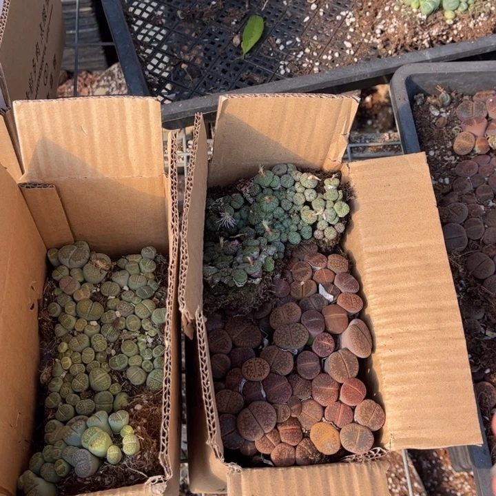 一箱两层88888888888