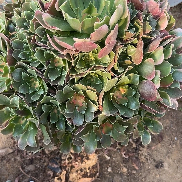 新***611.24-63香妃多肉植物1