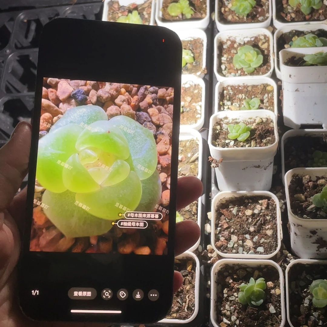 柚缇 中苗盆内棚一个满25包邮