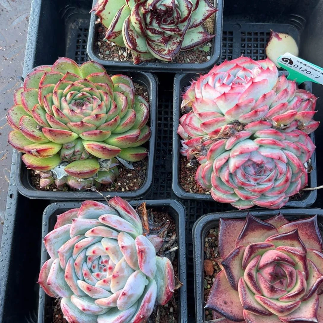 多肉一物一拍编号0120-7