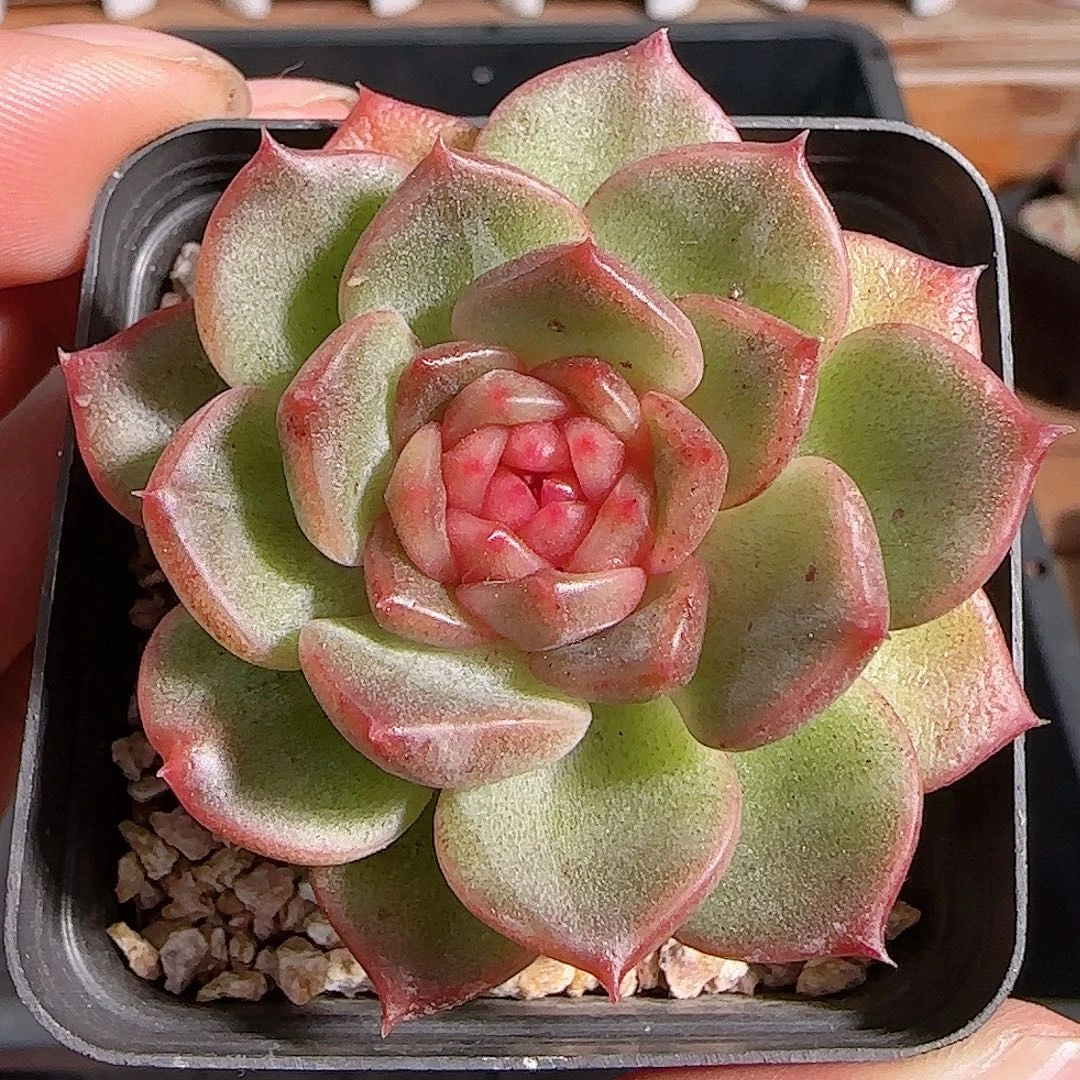 1106----277福利福利