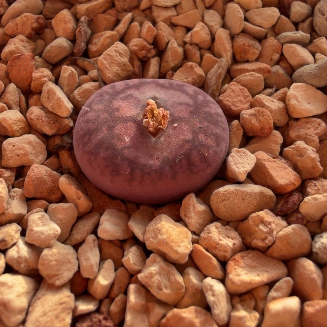 无花朵bo墨杂交…..