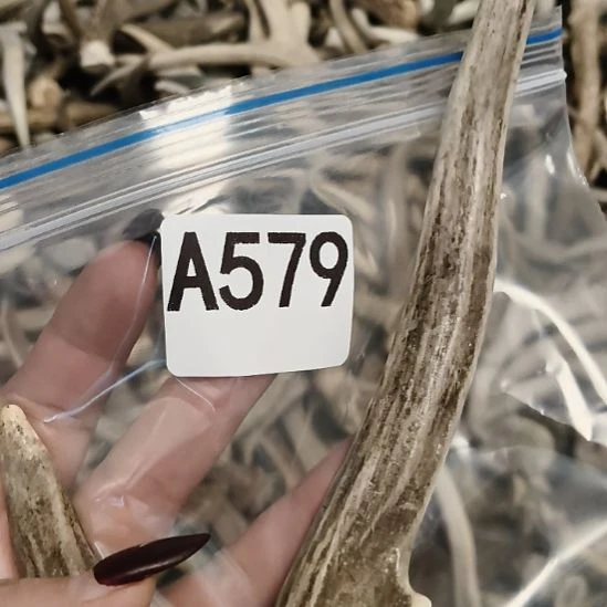 大***斗鹿角鹿角鹿角鹿角鹿