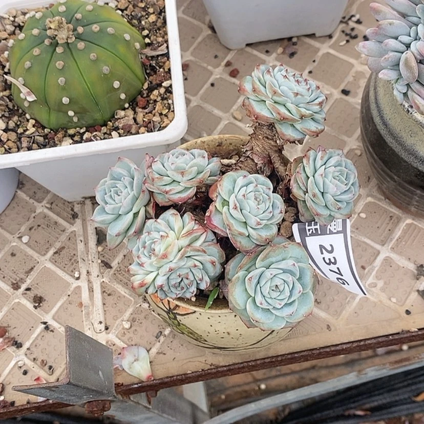 【闪购商品】天鹅绒2376