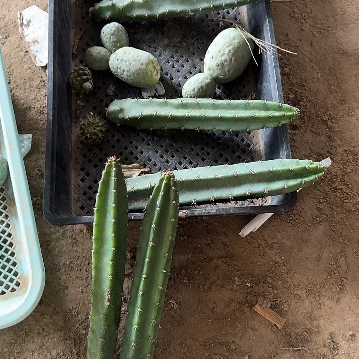 一代袖蒲侧芽拍一发七。高20公分