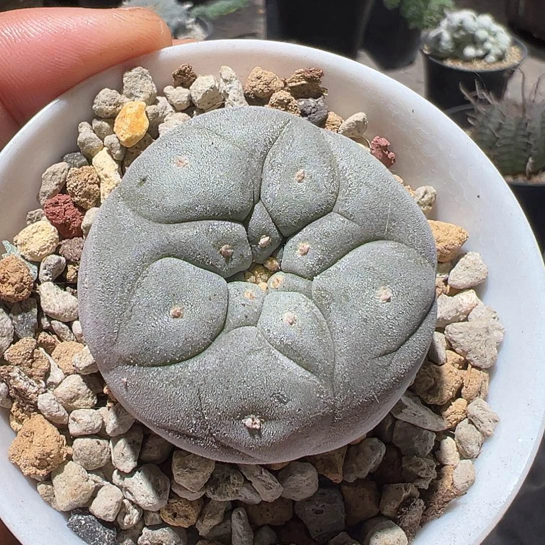 崔****式实生白肌银 仙人球