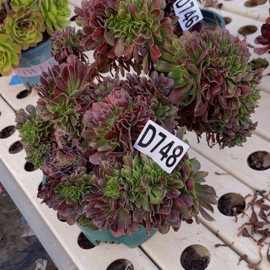 砍头发货7/////35包邮