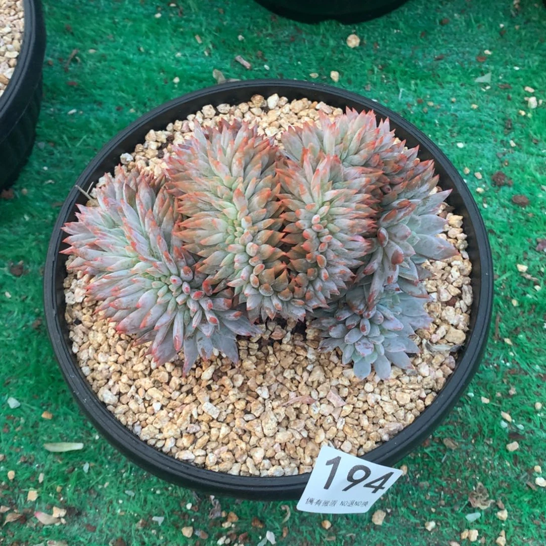 194橙子缀化多肉植物