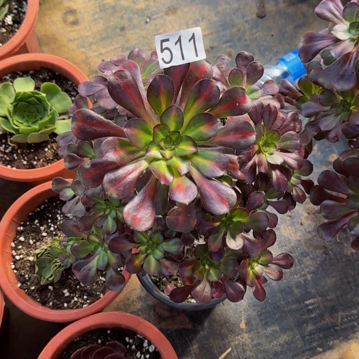 ****）000000000511晚霞