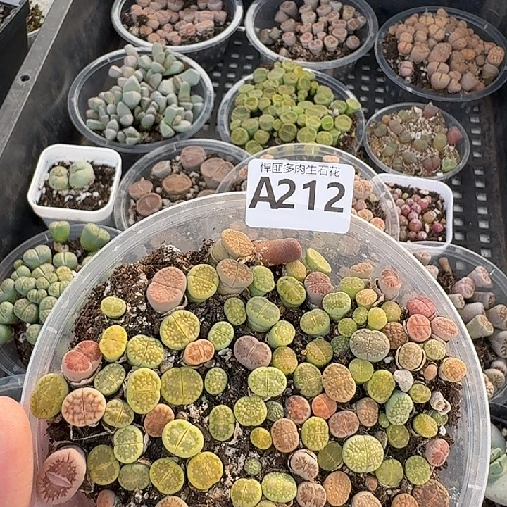 212多肉植物多肉植物