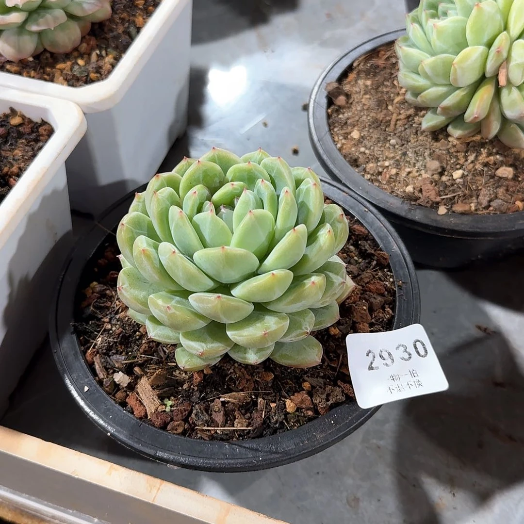 n****d2930号雪花珍妮