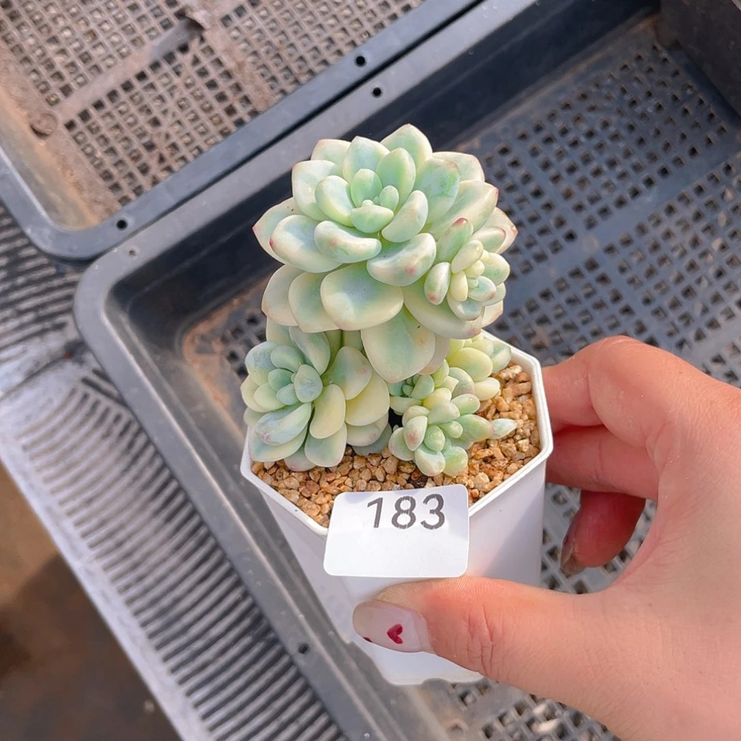 183。 劳尔锦。