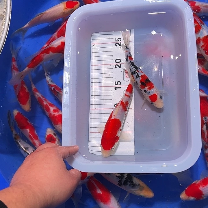 海水鱼锦鲤的繁殖方式