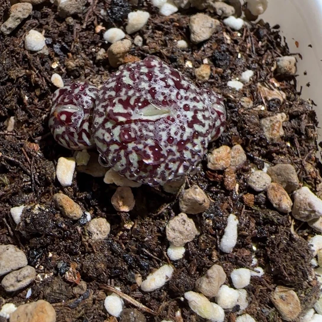 肉锥多肉植物组合-墨887