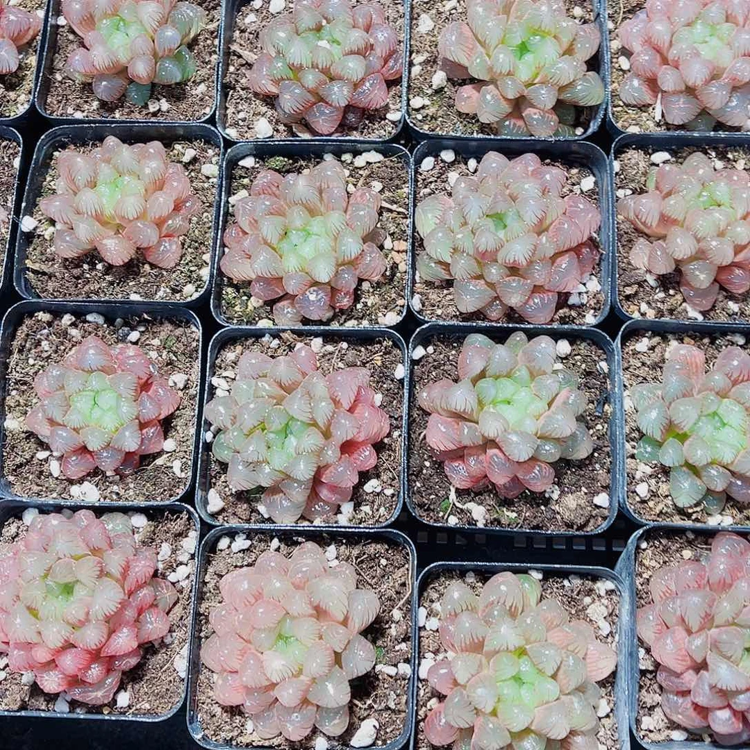 粉冰灯新手福利的的