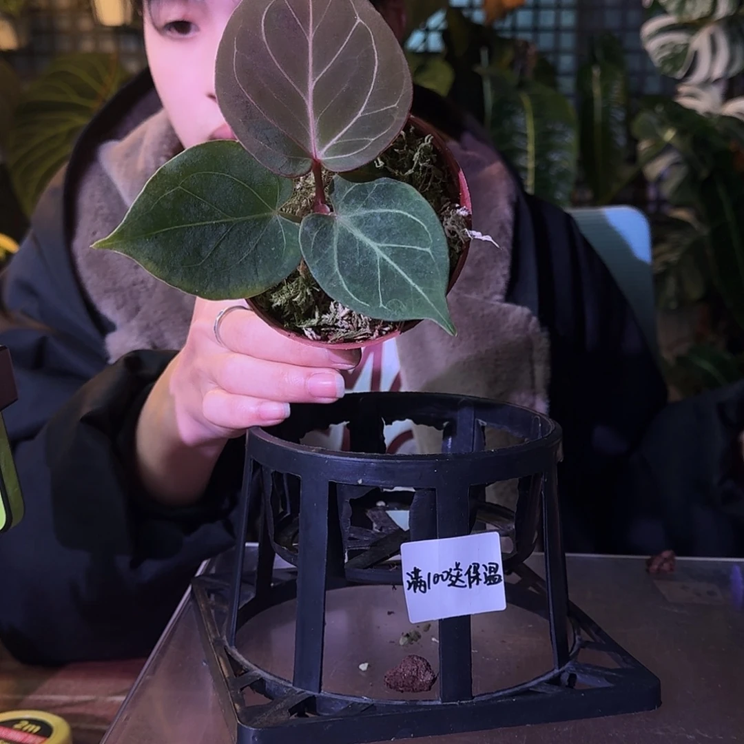 不开花植物G390kos