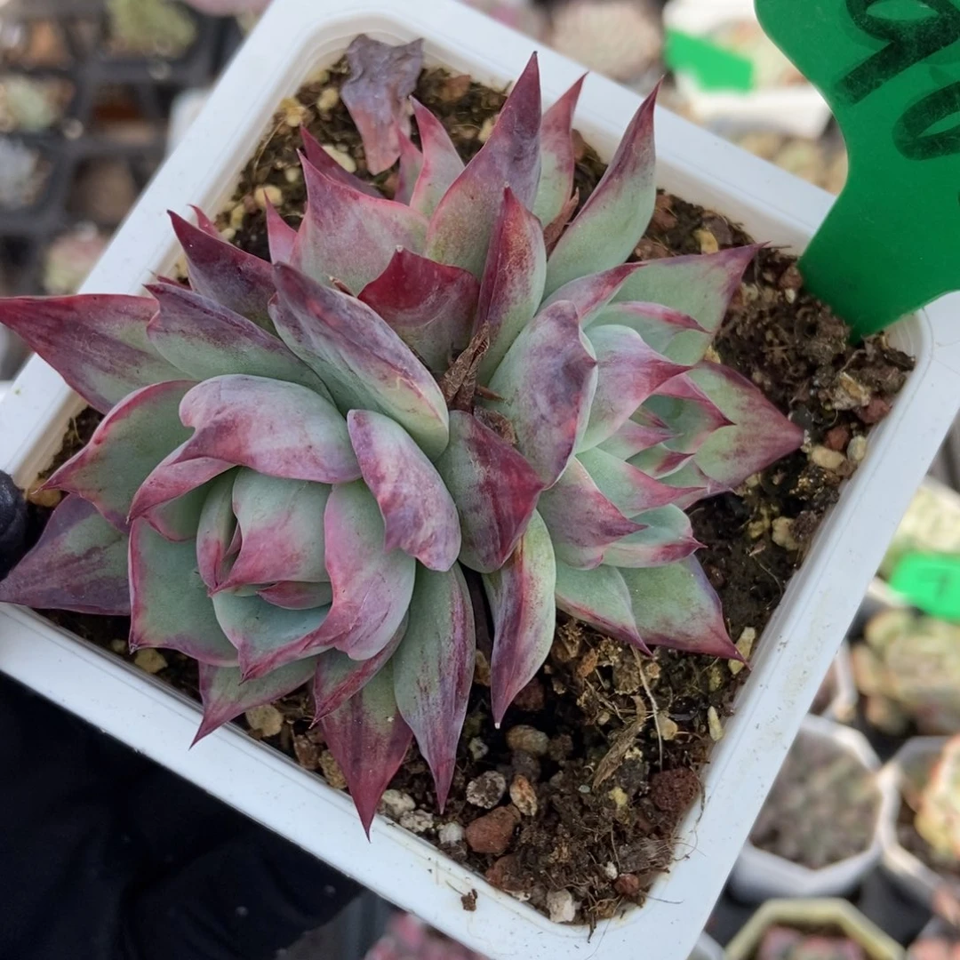 966惊鸿仙子多肉植物