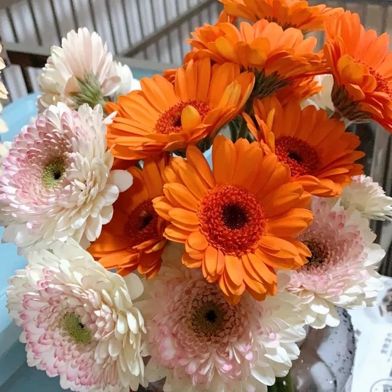 （弗朗）非洲菊鲜切花东北养殖基地鲜花顺丰发货初夏优选花期长