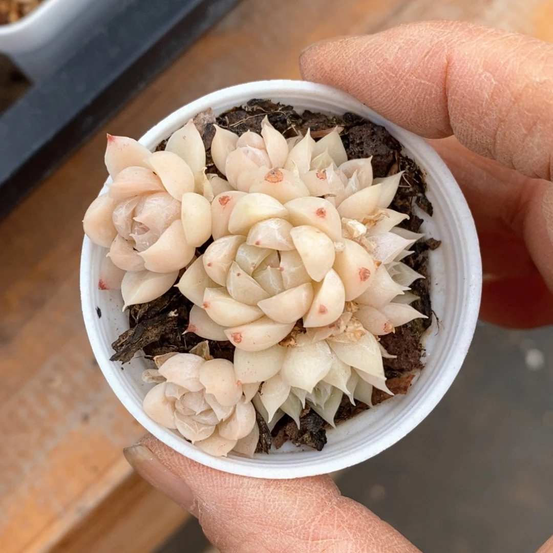 精品多肉一物一拍不包整183