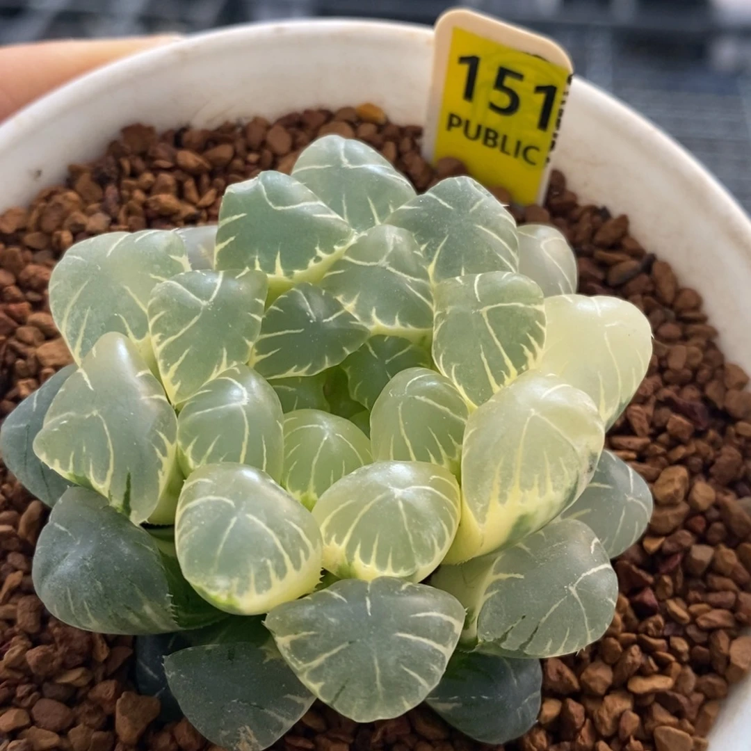 151号糊斑湖水玉露锦