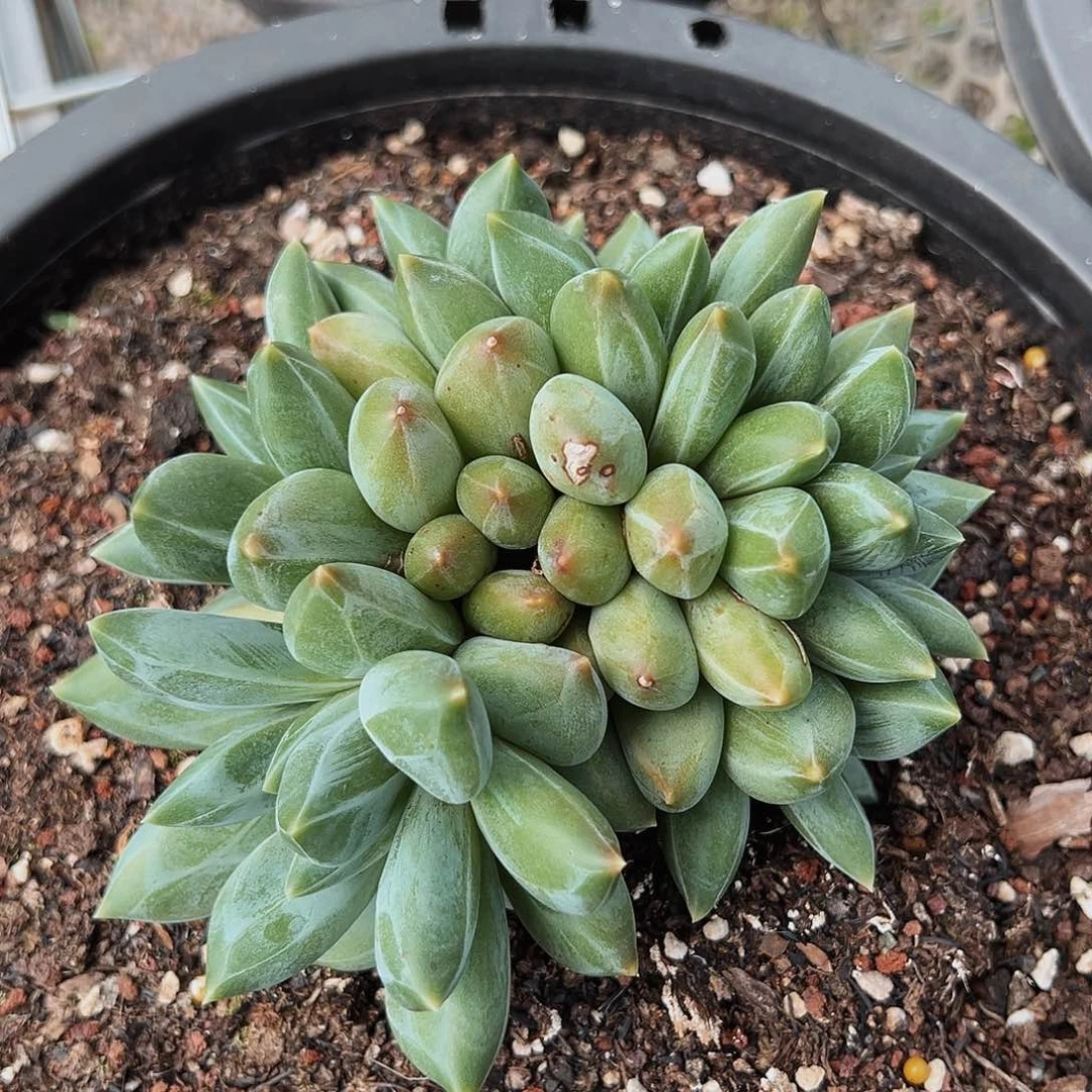 7-14-30重楼朵朵缀