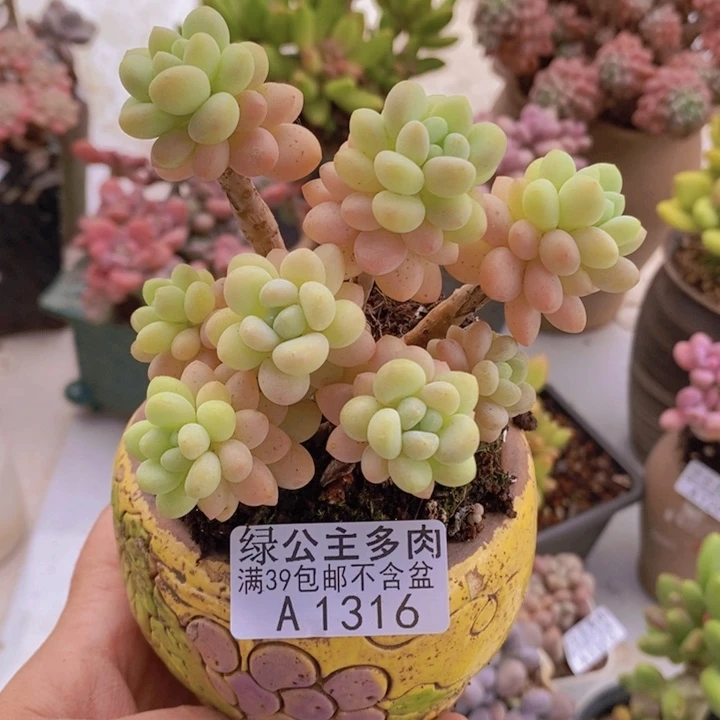 洛可可8cm1316多肉植物