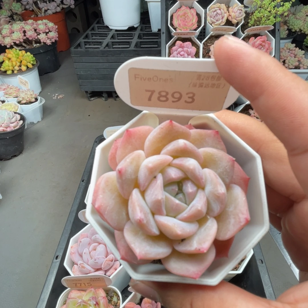 7893纯爱 5.0厘米