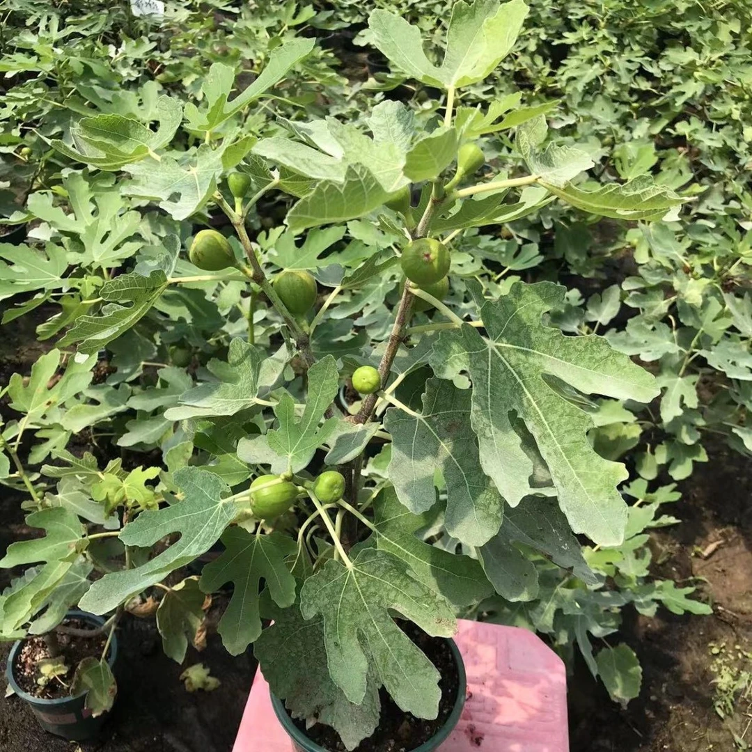 耐寒高甜易结果的无花果树苗适合家庭盆栽