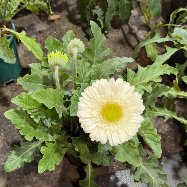 原盆原土一加仑非洲菊奶油布丁