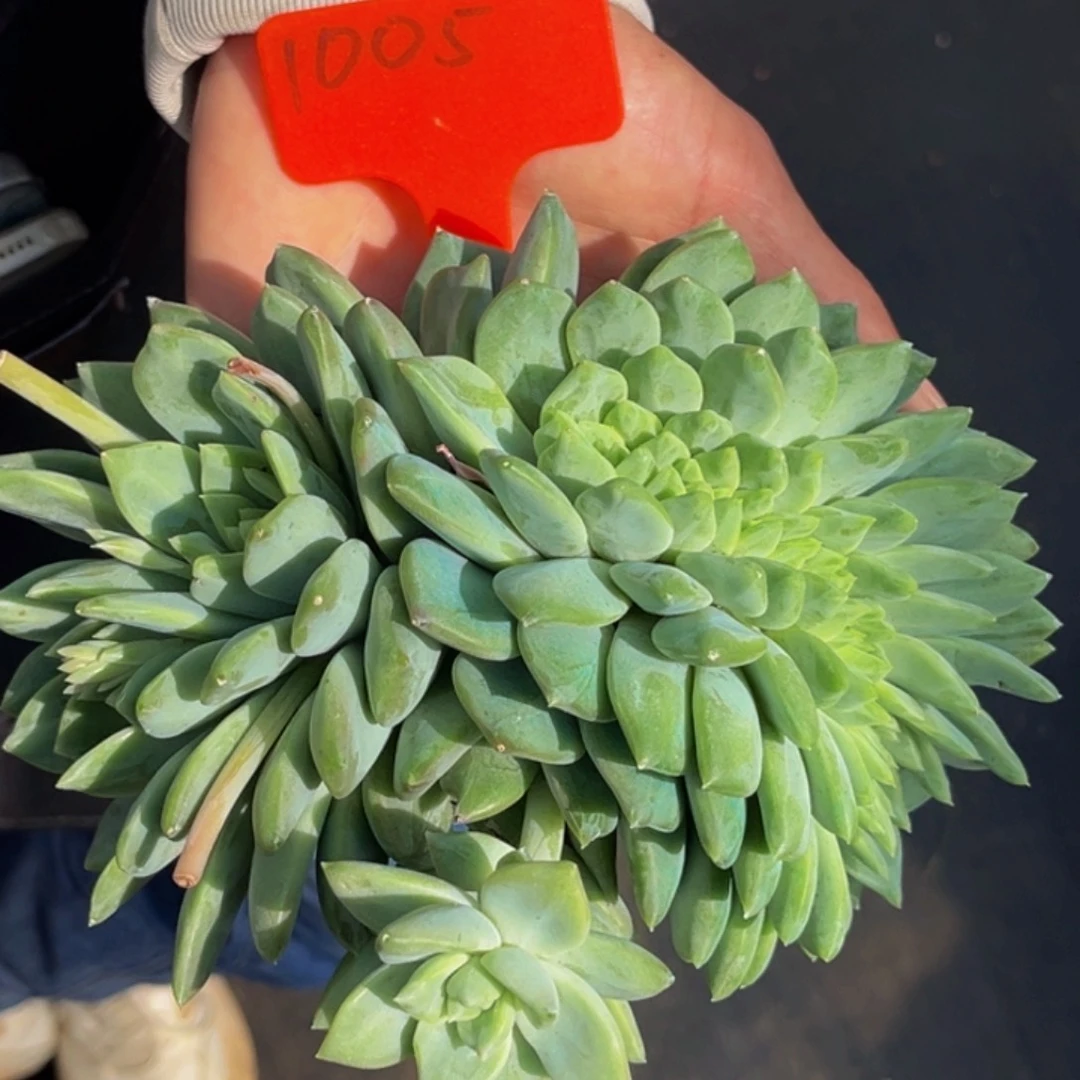 1005号上午多肉植物群生多肉植物