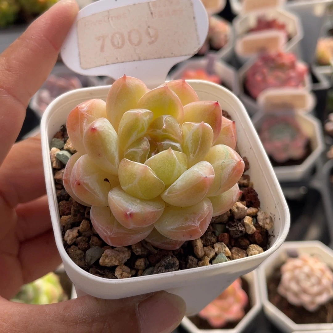 钻石珍妮7009-4.5厘米