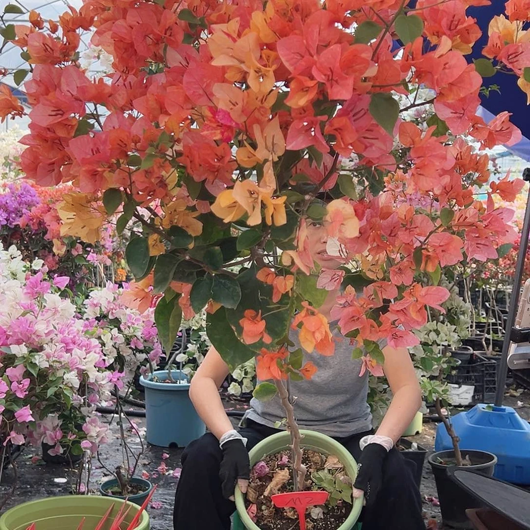 璇***大部分花苞少量开放M2阿达纳