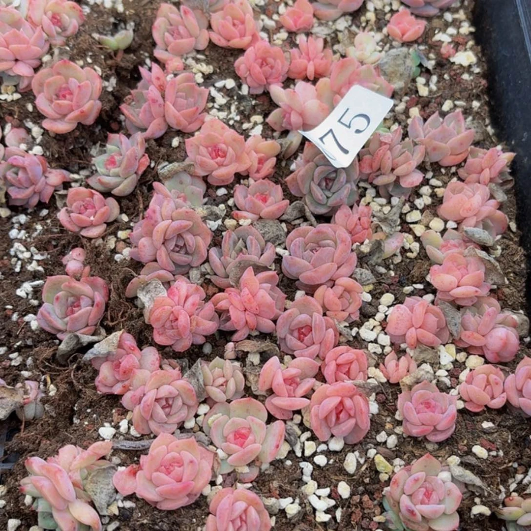 闻***?多肉植物多肉植物875
