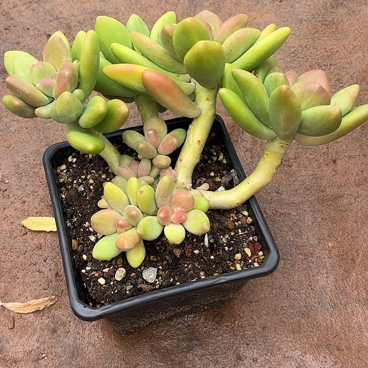 芒果奶群，一物一拍