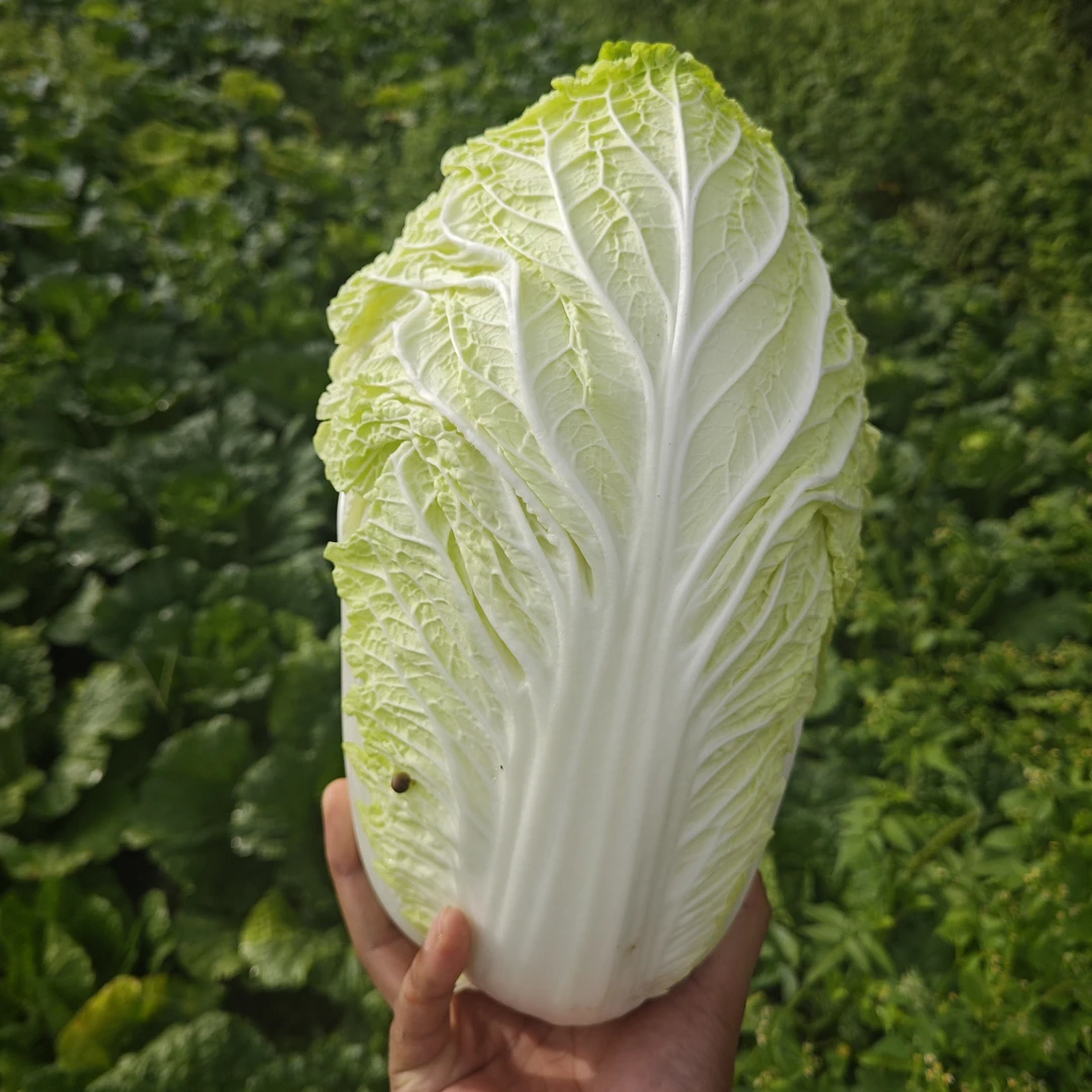 贵州威宁高海拔应季时蔬露天大白菜脆甜可口自然生长现砍现发
